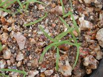 カワラスゲ。スゲは結構元気