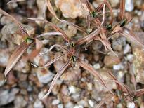 �͂ꂩ���H�̃J�����X�Q