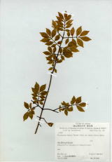 Coll. Y. Hada  July 21, 1993