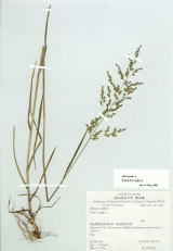 Coll. A. Ohtani  May 18, 1999