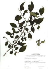 Coll. A. Ohtani  September 24, 1997